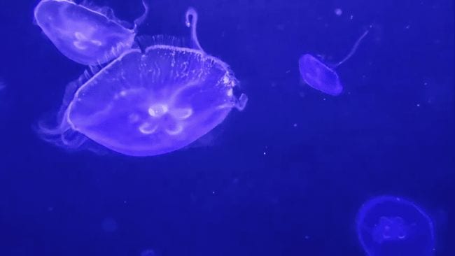 WAT-Virtual-Aquariums