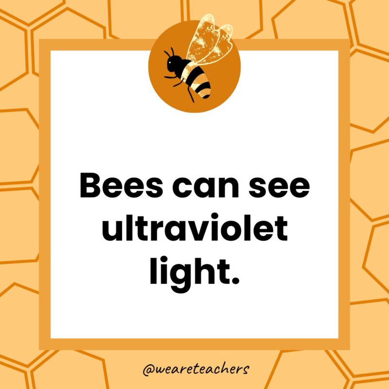 Bees can see ultraviolet light. Bees can see ultraviolet light.