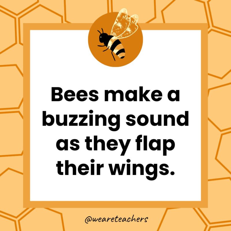 Bees make a buzzing sound as they flap their wings. Bees make a buzzing sound as they flap their wings.
