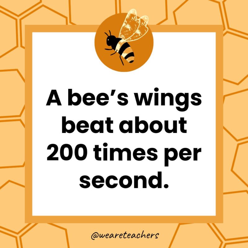 A bee’s wings beat about 200 times per second. A bee's wings beat about 200 times per second.