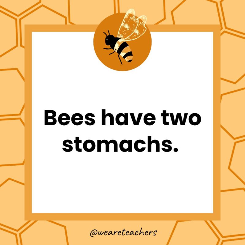 Bees have two stomachs. Bees have two stomachs.