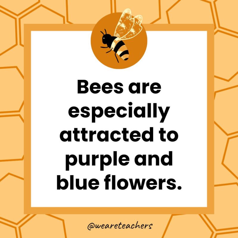 Bees are especially attracted to purple and blue flowers. Bees are especially attracted to purple and blue flowers.