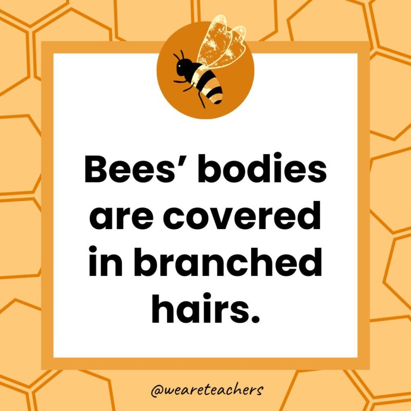 Bees’ bodies are covered in branched hairs. Bees’ bodies are covered in branched hairs.