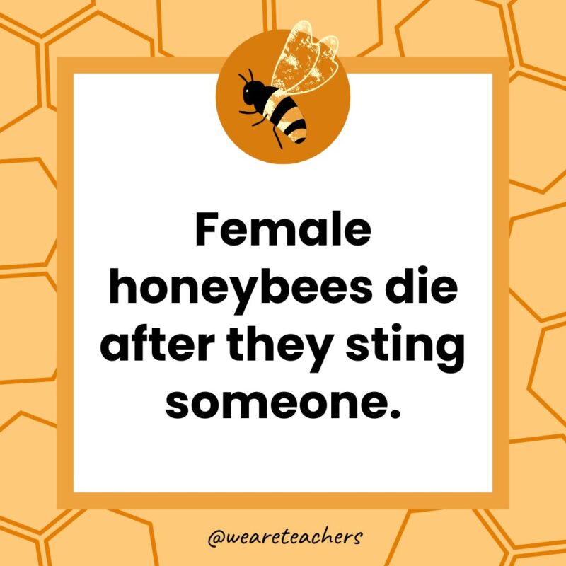 Female honeybees die after they sting someone. Female honeybees die after they sting someone.