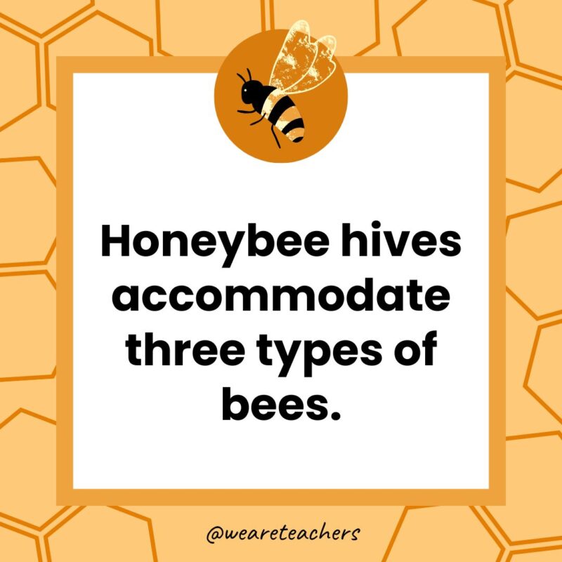 Honeybee hives accommodate three types of bees. Honeybee hives accommodate three types of bees.