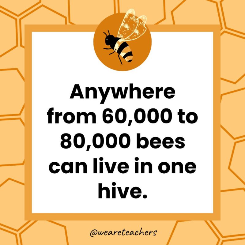 Anywhere from 60,000 to 80,000 bees can live in one hive. Anywhere from 60,000 to 80,000 bees can live in one hive.