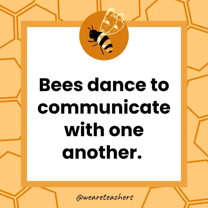 Bees dance to communicate with one another. Bees dance to communicate with one another.