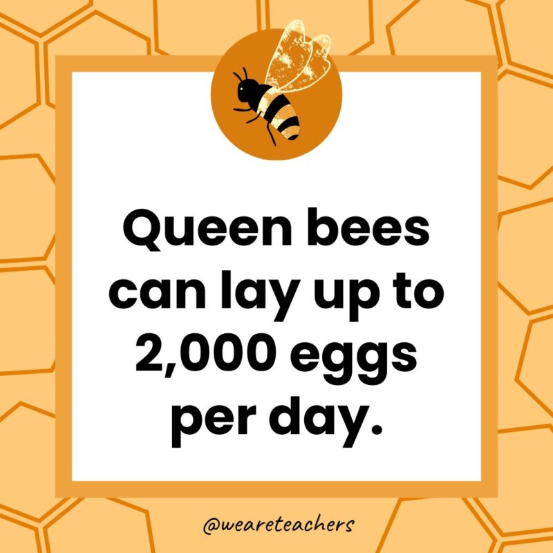 Queen bees can lay up to 2,000 eggs per day. Queen bees can lay up to 2,000 eggs per day.