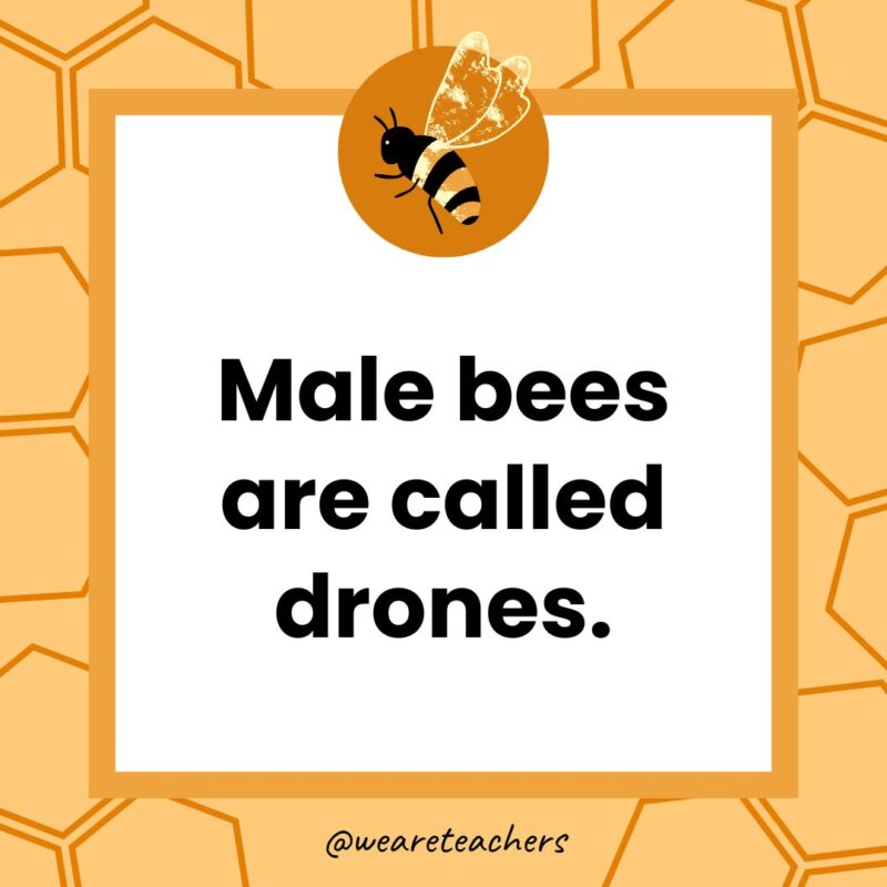 Male bees are called drones. Male bees are called drones.