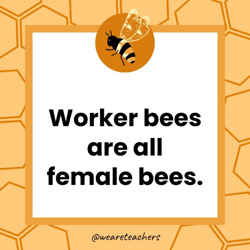 Worker bees are all female bees. Worker bees are all female bees.