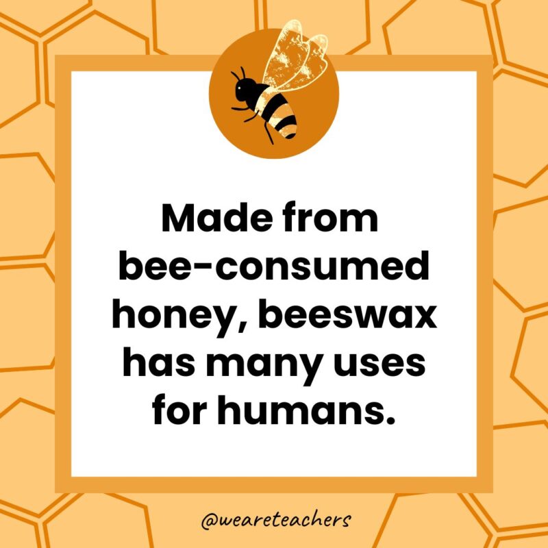 Made from bee-consumed honey, beeswax has many uses for humans. Made from bee-consumed honey, beeswax has many uses for humans.