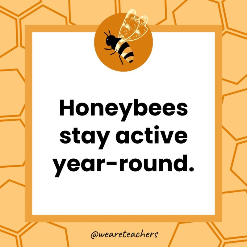 Honeybees stay active year-round. Honeybees stay active year-round.