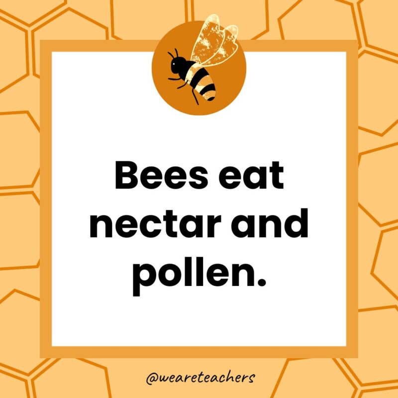 Bees eat nectar and pollen. Bees eat nectar and pollen.