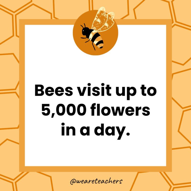 Bees visit up to 5,000 flowers in a day. Bees visit up to 5,000 flowers in a day.