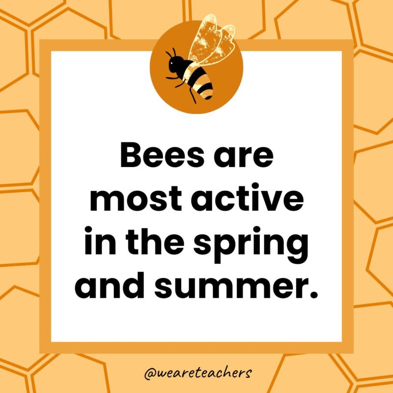 Bees are most active in the spring and summer. Bees are most active in the spring and summer.