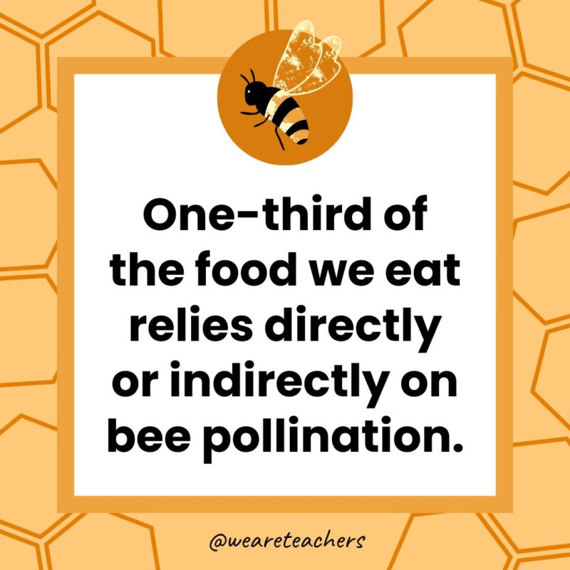 One-third of the food we eat relies directly or indirectly on bee pollination. One-third of the food we eat relies directly or indirectly on bee pollination.