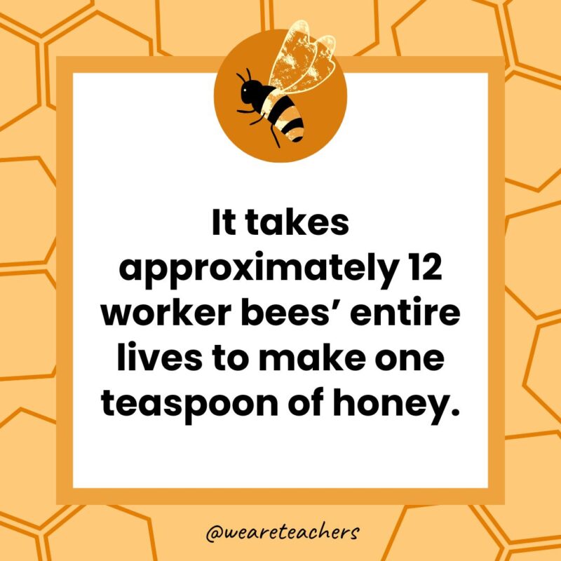 It takes approximately 12 worker bees’ entire lives to make one teaspoon of honey. It takes approximately 12 worker bees’ entire lives to make one teaspoon of honey.