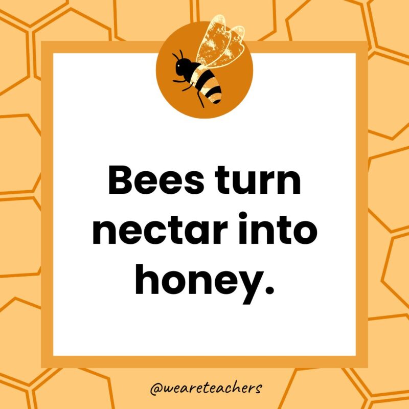 Bees turn nectar into honey. Bees turn nectar into honey.