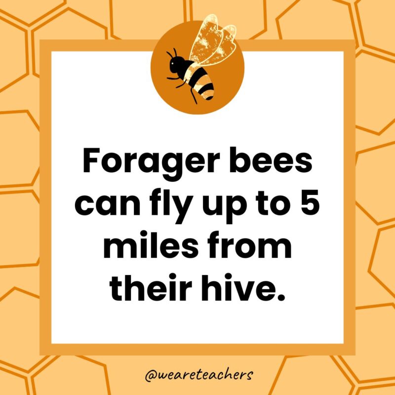 Forager bees can fly up to 5 miles from their hive. Forager bees can fly up to 5 miles from their hive.