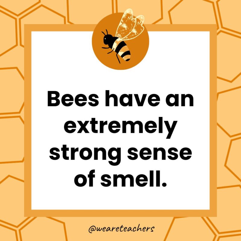 Bees have an extremely strong sense of smell. Bees have an extremely strong sense of smell.