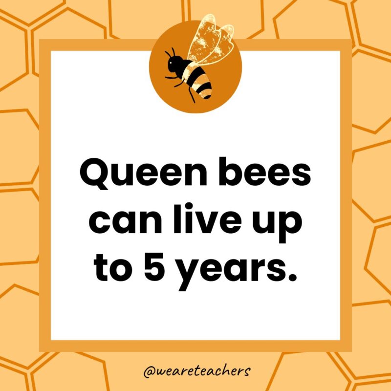 Queen bees can live up to 5 years. Queen bees can live up to 5 years.