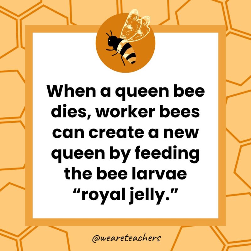 When a queen bee dies, worker bees can create a new queen by feeding the bee larvae “royal jelly.” When a queen bee dies, worker bees can create a new queen by feeding the bee larvae