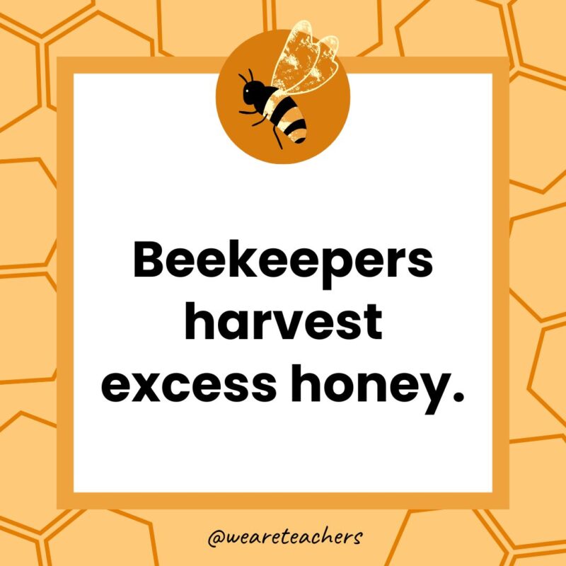Beekeepers harvest excess honey. Beekeepers harvest excess honey.