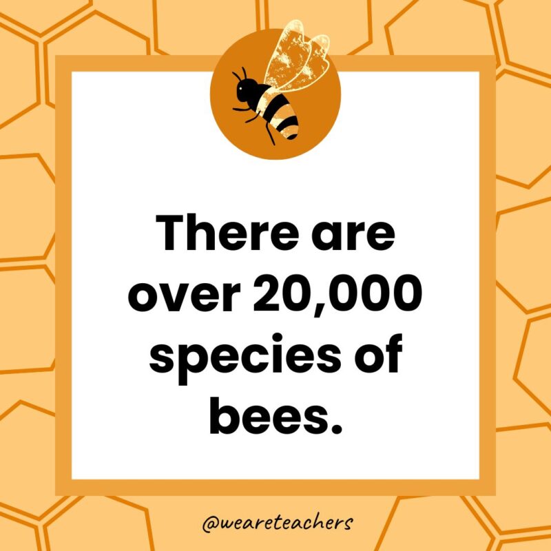 There are over 20,000 species of bees. There are over 20,000 species of bees.