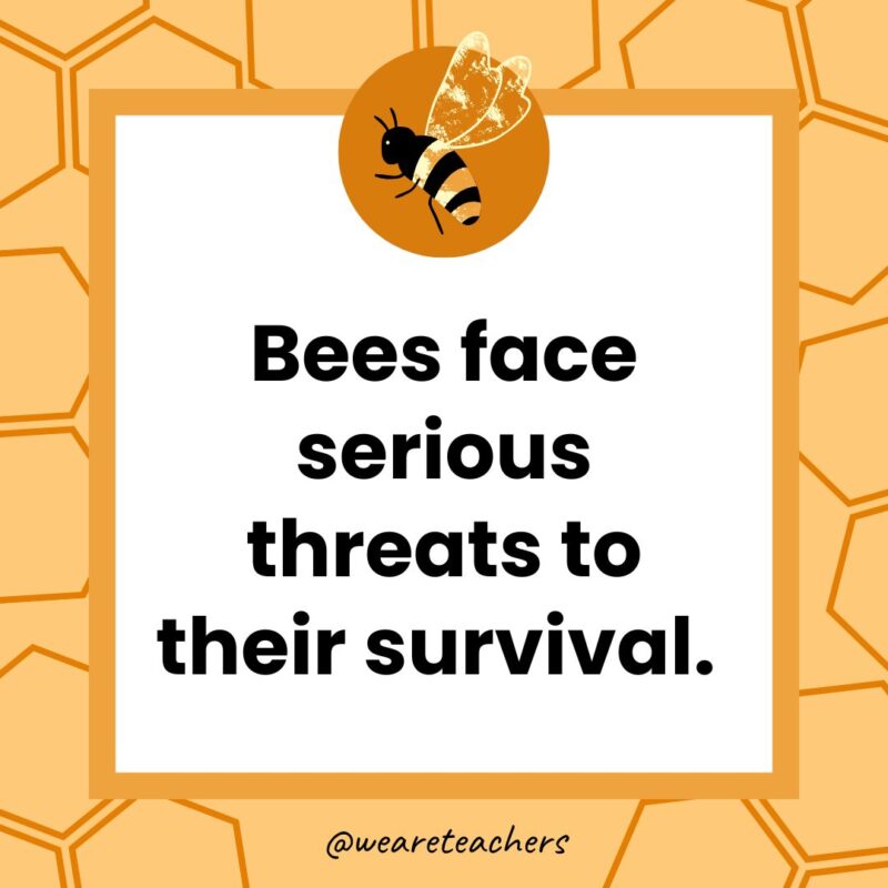 Bees face serious threats to their survival. Bees face serious threats to their survival.