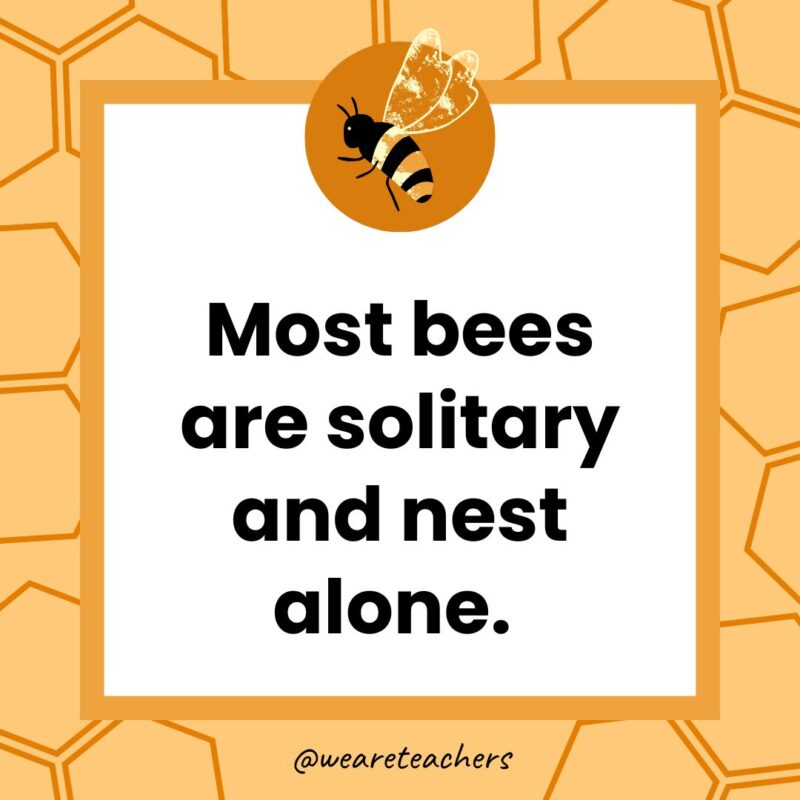Not all bee larvae are fed the same food. Not all bee larvae are fed the same food.