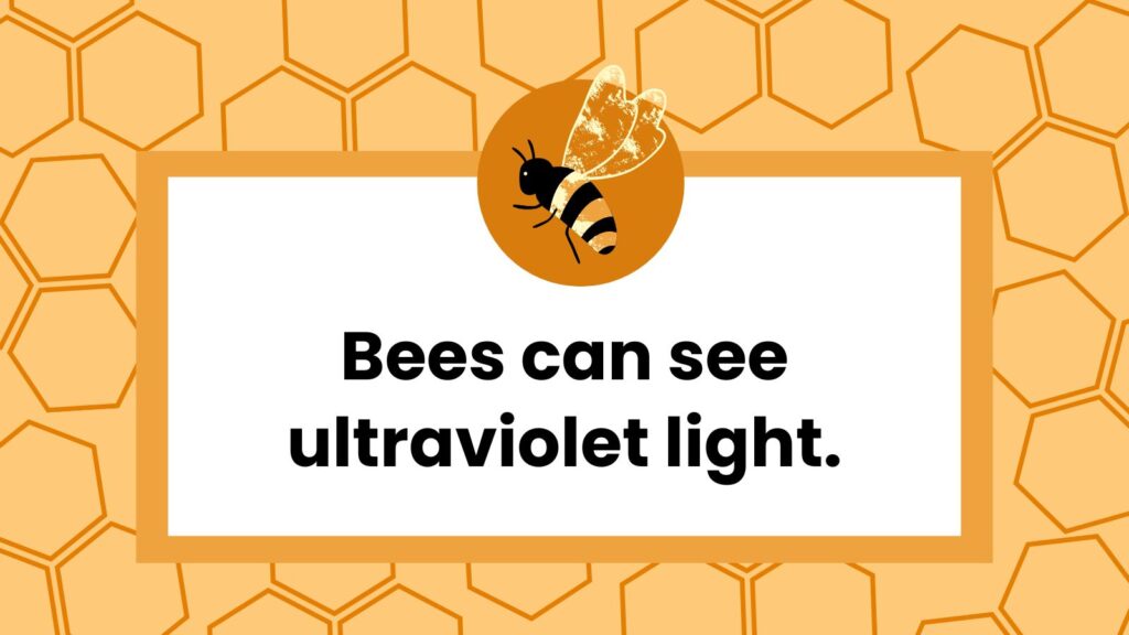 bee facts feature