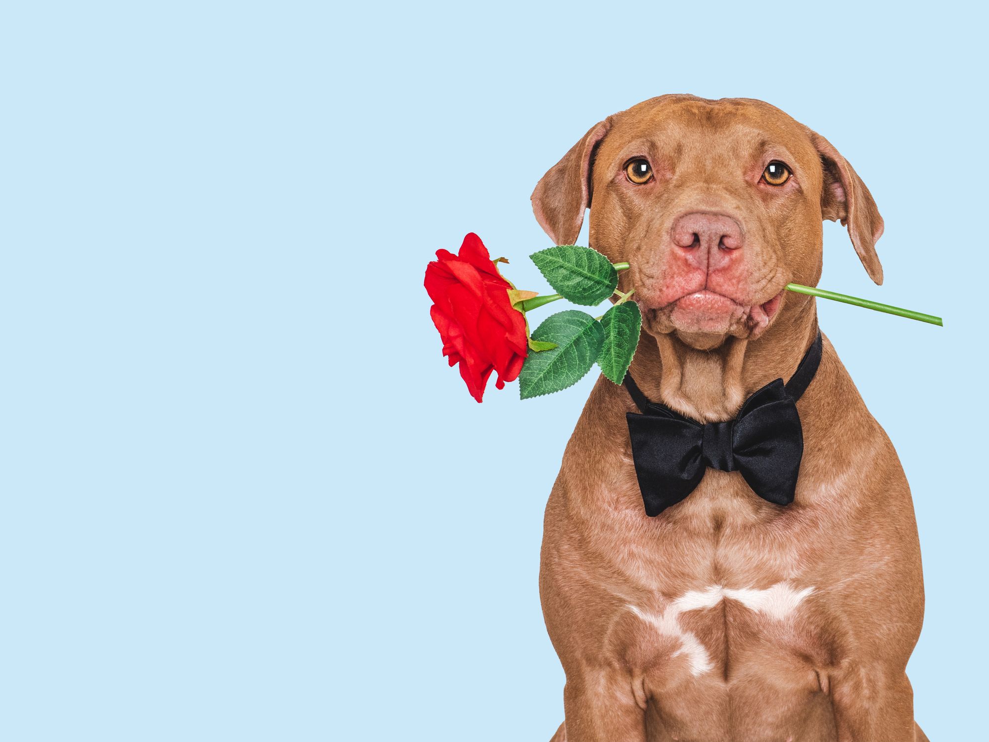 Picture Writing Prompts: Puppy Love Dog holding a rose in his mouth and wearing a bow tie against a blue background