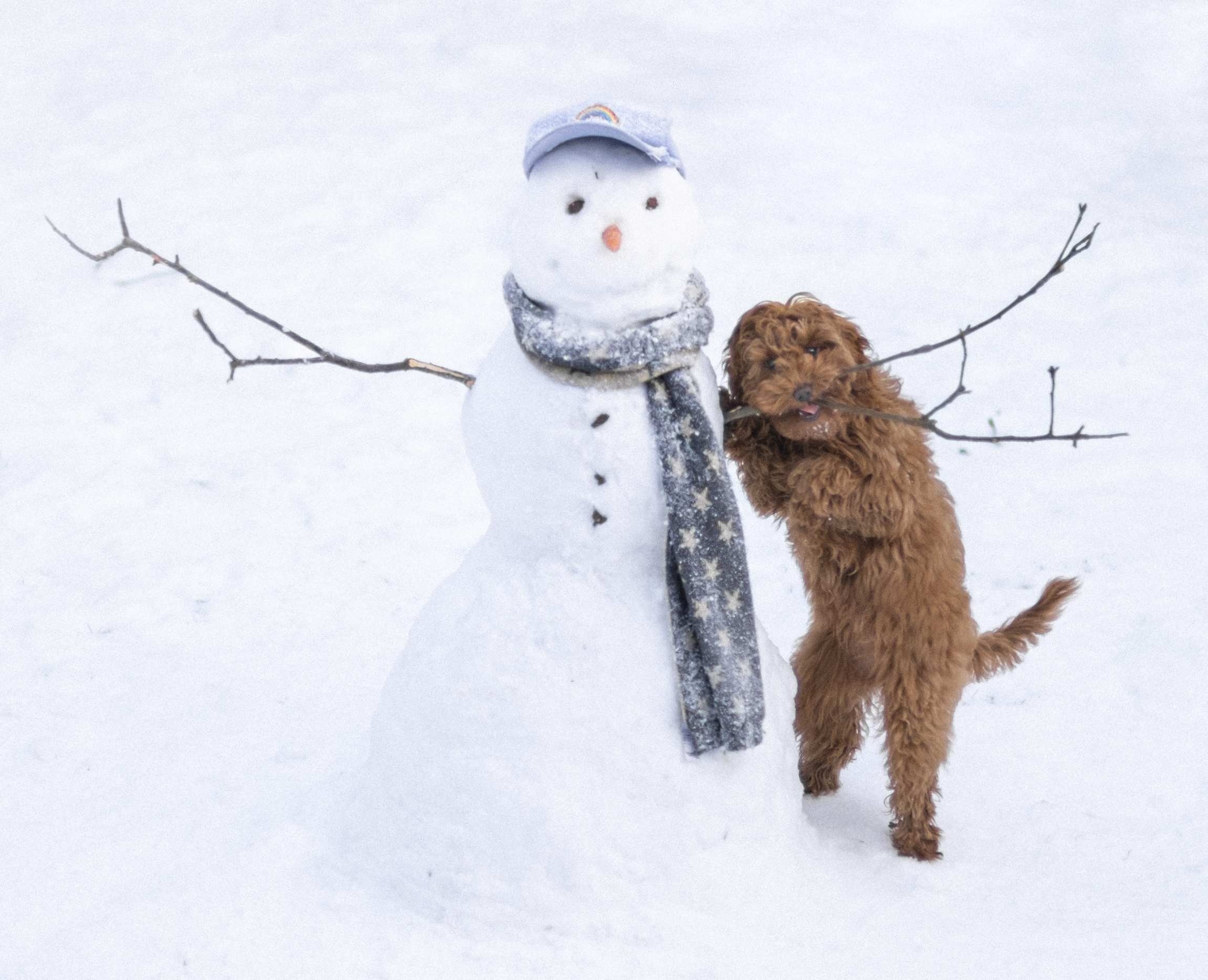 Snowman and Puppy A puppy is chewing on the arm of a snowman