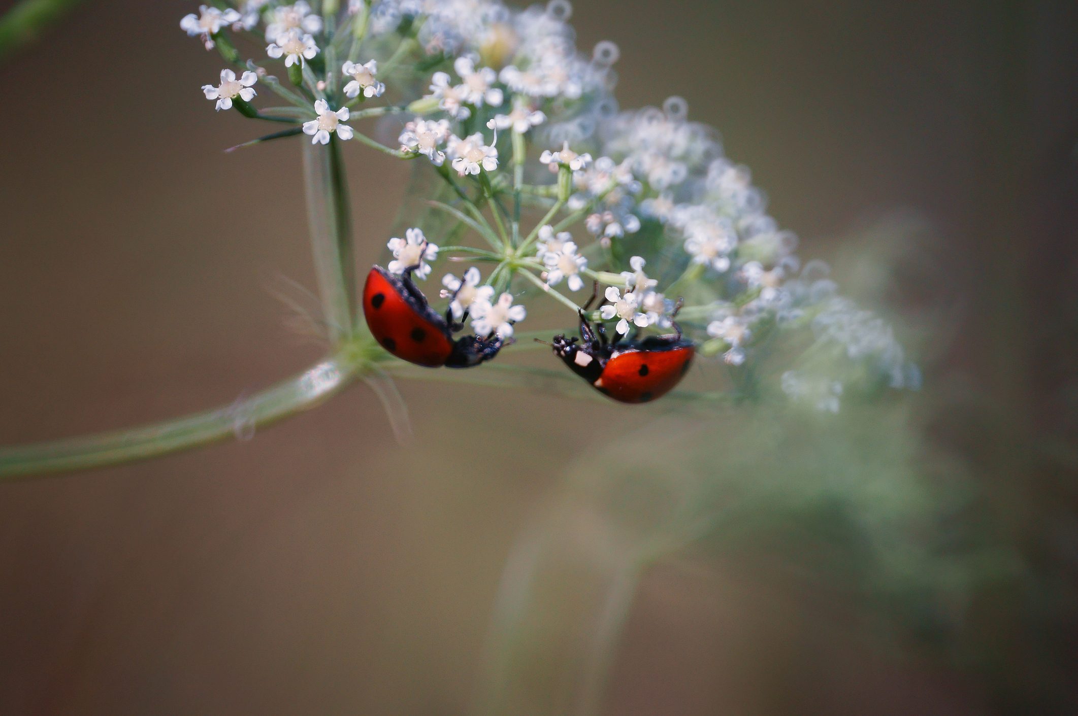 Picture Writing Prompts: Ladybugs Photo of a beautiful ladybug in nature. Beautiful wild flowers and green grass.