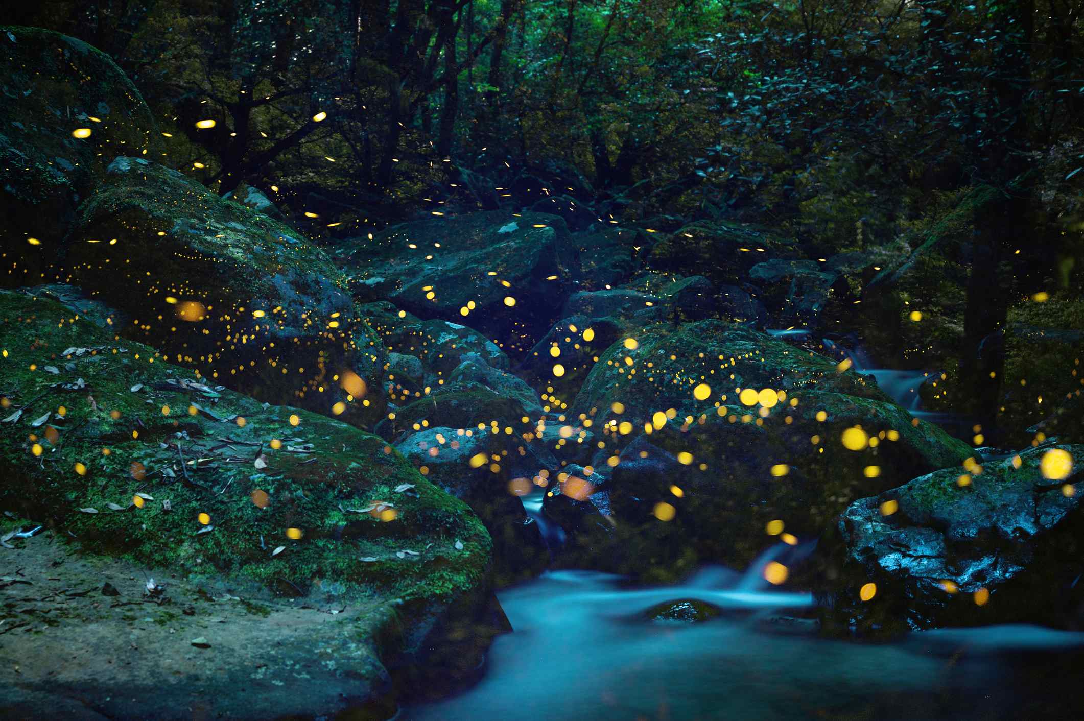 Picture Writing Prompts: Fireflies Fireflies flying around while emitting a beautiful yellow light on an early summer night