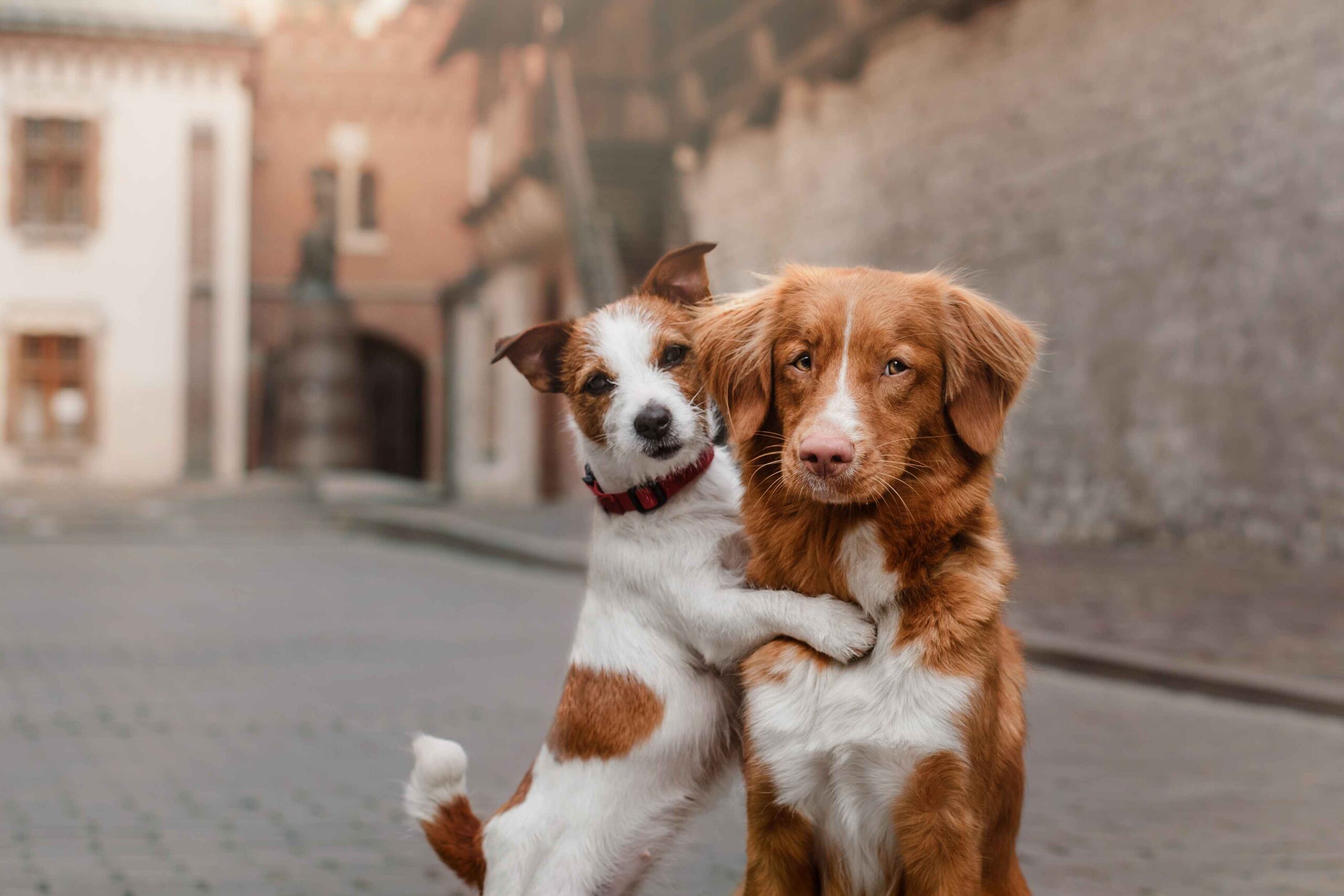 Picture Writing Prompts: Hugging Dogs Jack Russell Terrier appearing to hug a Nova Scotia Duck Tolling Retriever and
