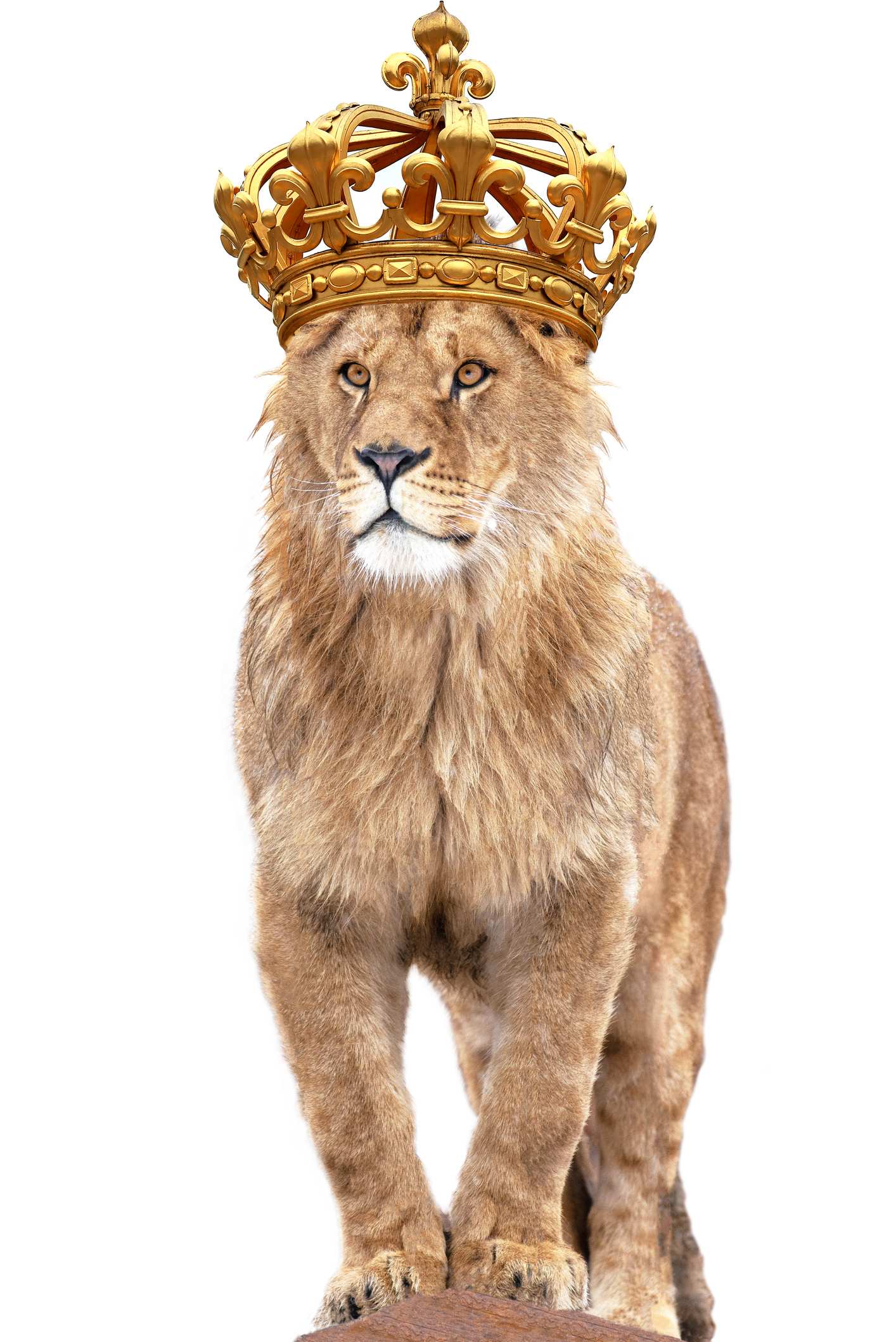 Picture Writing Prompts: Lion King Lion king stands against isolated on white background