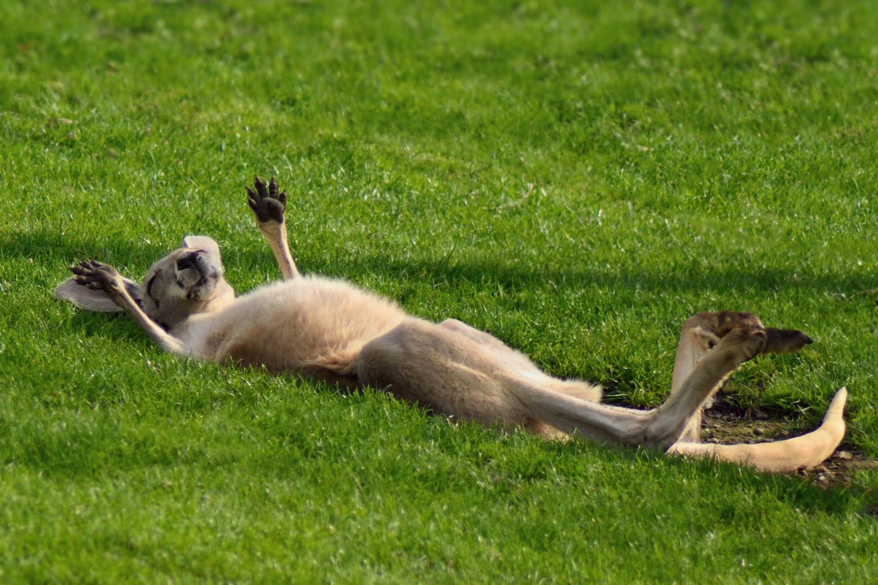 Picture Prompts: Kangaroo A red kangaroo lays on its back enjoying the sun