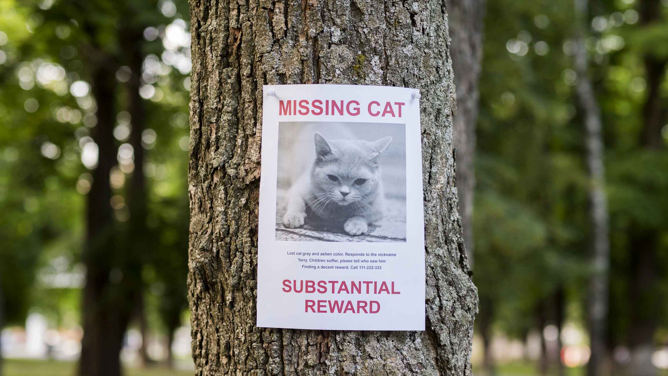 Picture Writing Prompt: Missing Cat Banner with the announcement of the missing cat hanging on a tree in the park.