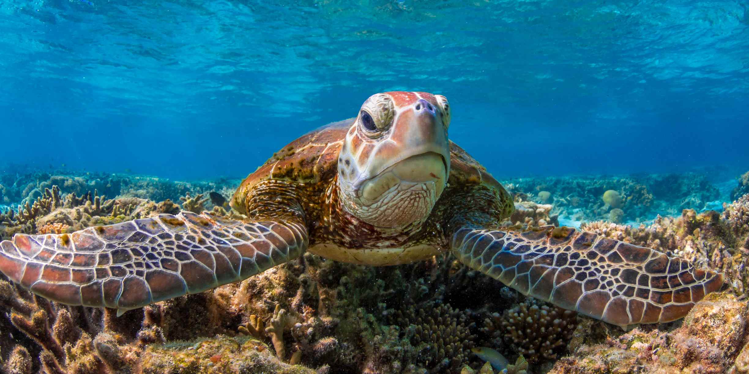 Picture Prompts: Sea Turtle Green sea turtle underwater with its fins spread