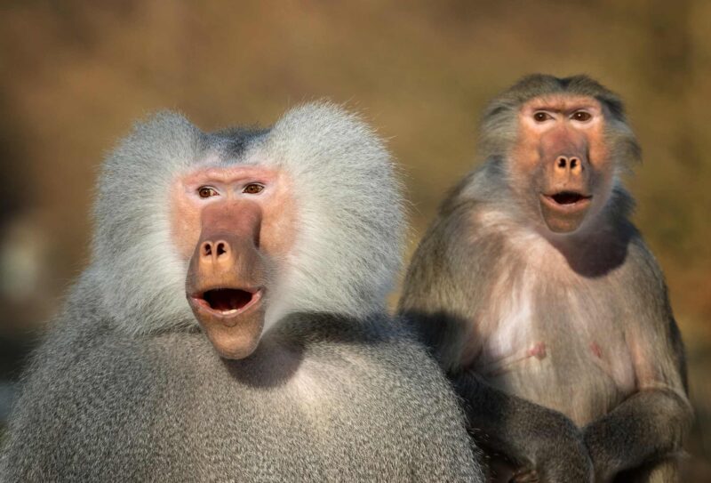 Picture Writing Prompts: Surprised Monkey Astonished looking pair of hamadryas baboons.