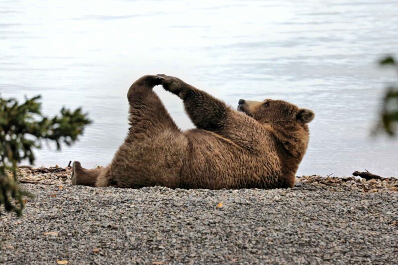 Picture Prompts: Yoga Bear A bear stretches on the beach in Katmai