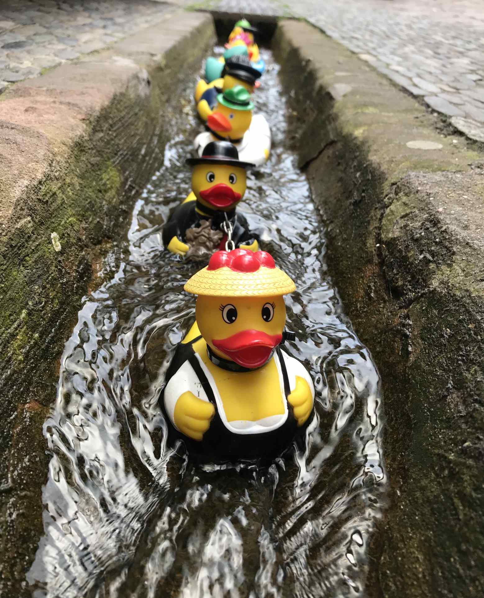 Picture Prompts: Duck Parade A vertical closeup of rubber duck toys in a canal in Freiburg, Germany