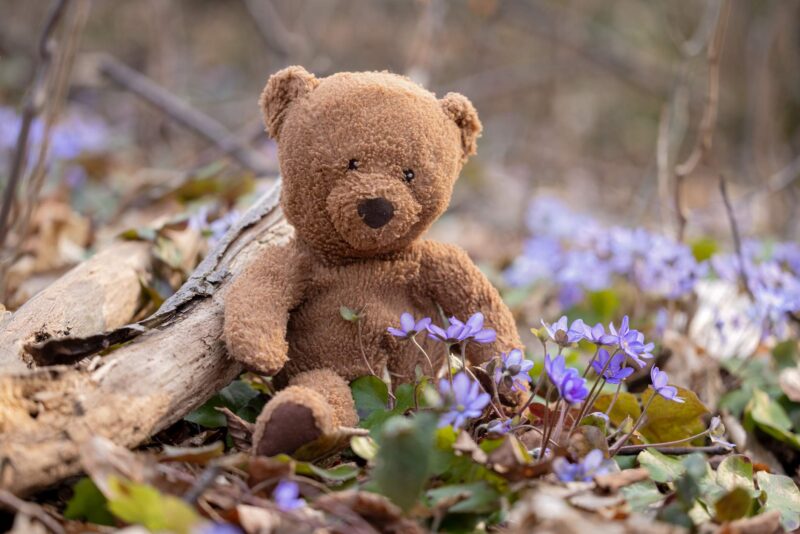 Writing Prompts: Lost Teddy A teddy bear sitting on the forest floor between protected liverworts