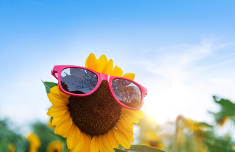 Picture Writing Prompts: Sunshine Day Blooming sunflower with sunglasses in the field