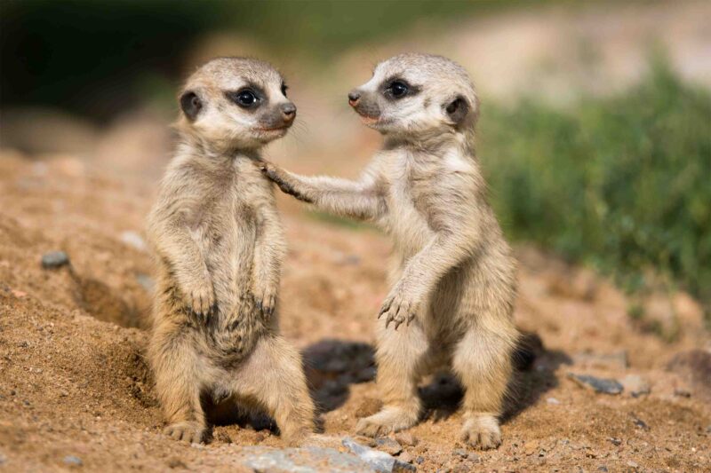 Writing Prompts: Meerkat Pals Two baby meerkats standing next to each other