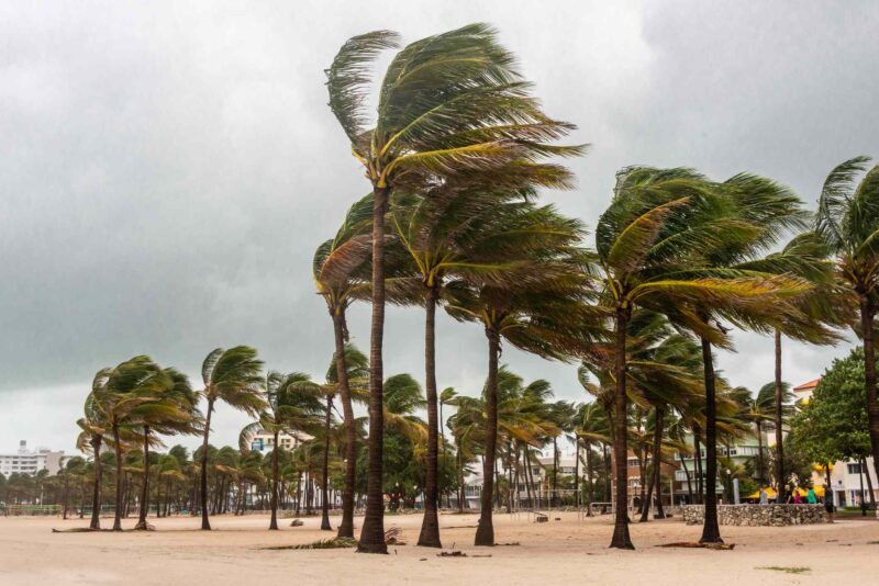 Writing Prompts: Summer Wind Palm trees hit by a hurricane in Miami Beach