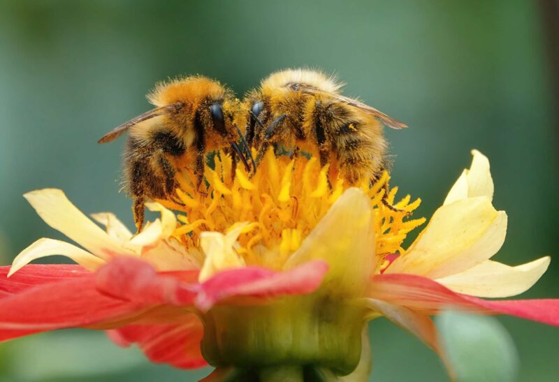 Picture Writing Prompts: Bees Two bumblebees going head-to-head as they collect pollen from a yellow and red flower head in a garden.