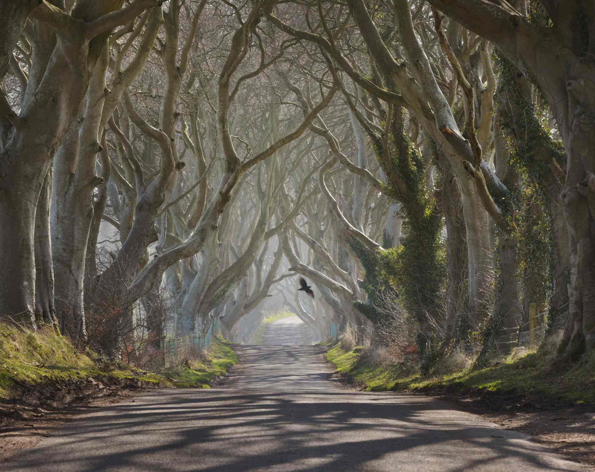 Picture Writing Prompts: Mysterious Lane Mysterious lane in a wood with bare spooky trees at dusk