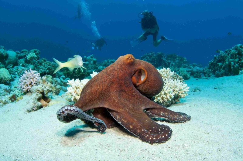 Writing Prompts: Octopus’s Garden Red Octopus on coral reef in the Red Sea in clear blue water with scuba divers behind